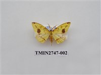 藏品(尺蛾309)的圖片